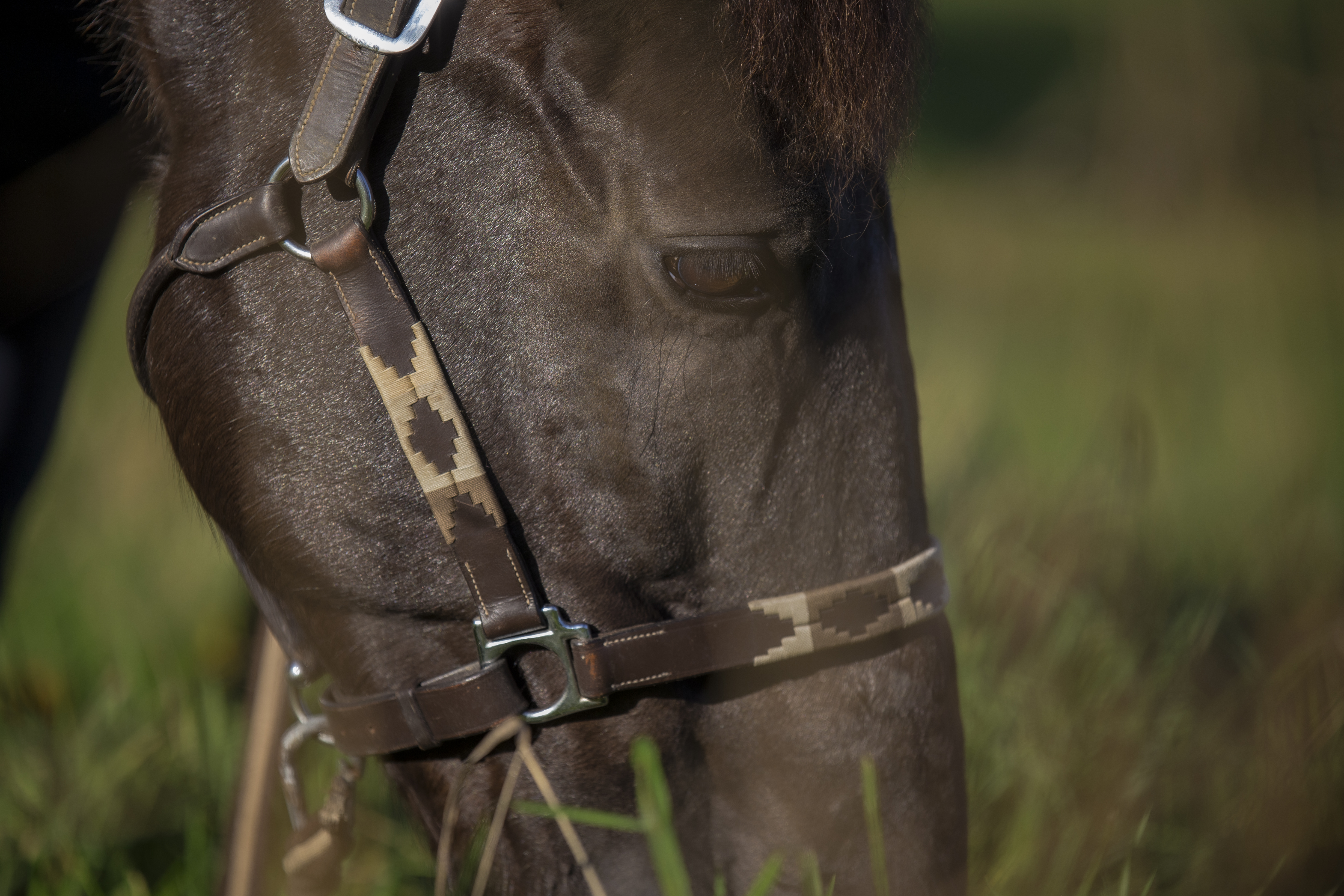 Rembourrage de selle en laine - Amplitude Sellerie à Les Mureaux