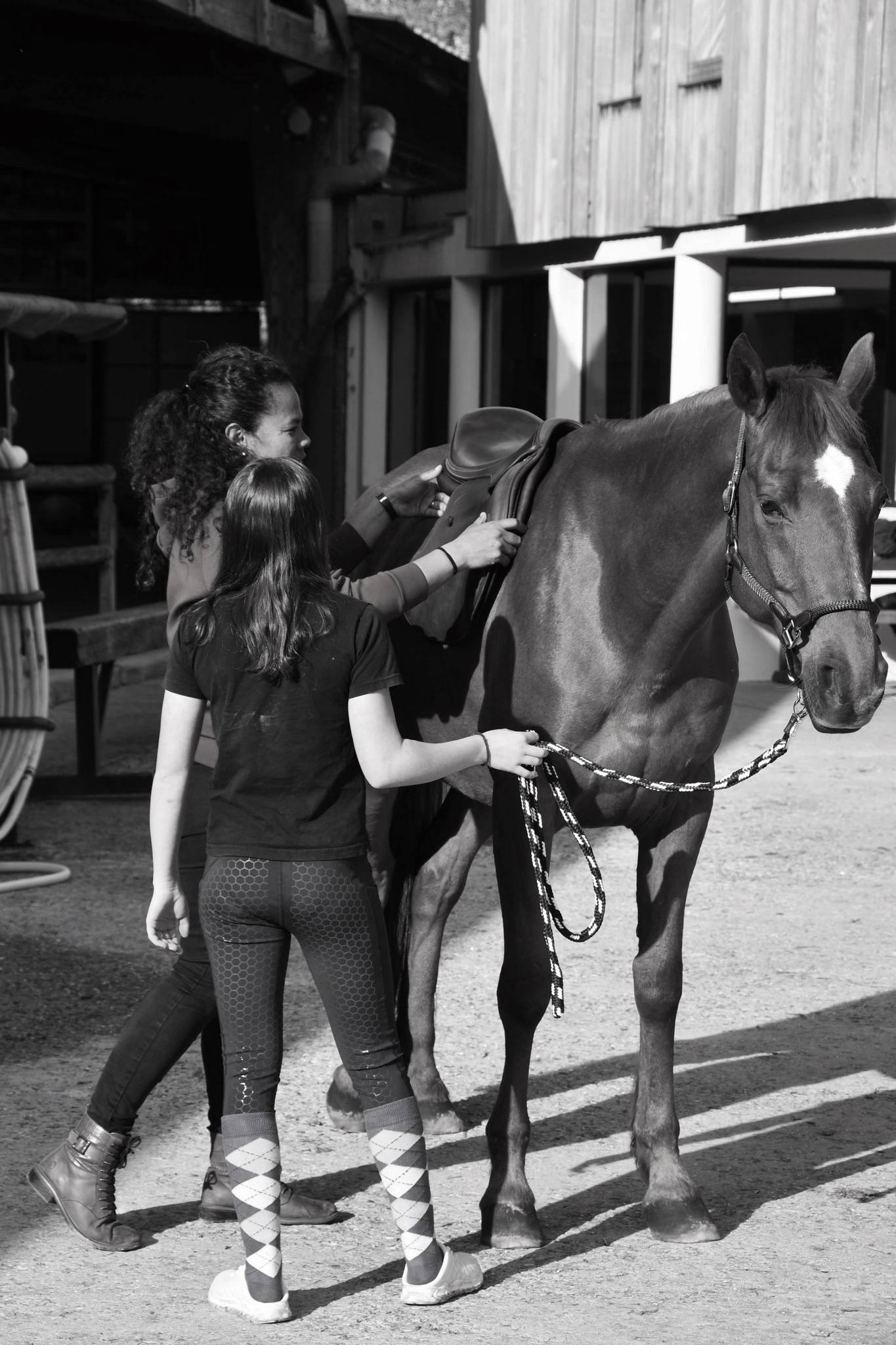Rembourrage de selle en laine - Amplitude Sellerie à Les Mureaux