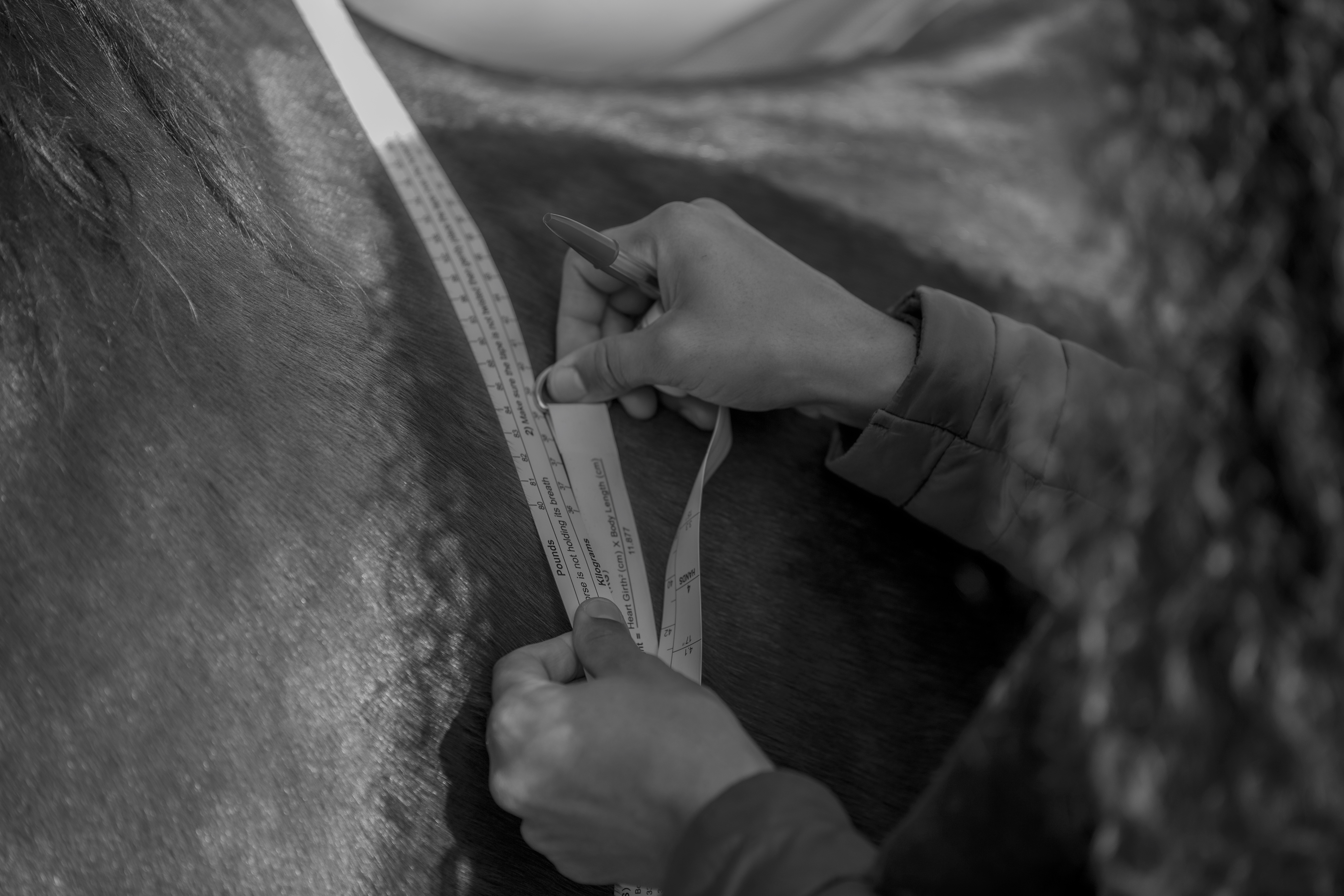Rembourrage de selle en laine - Amplitude Sellerie à Les Mureaux