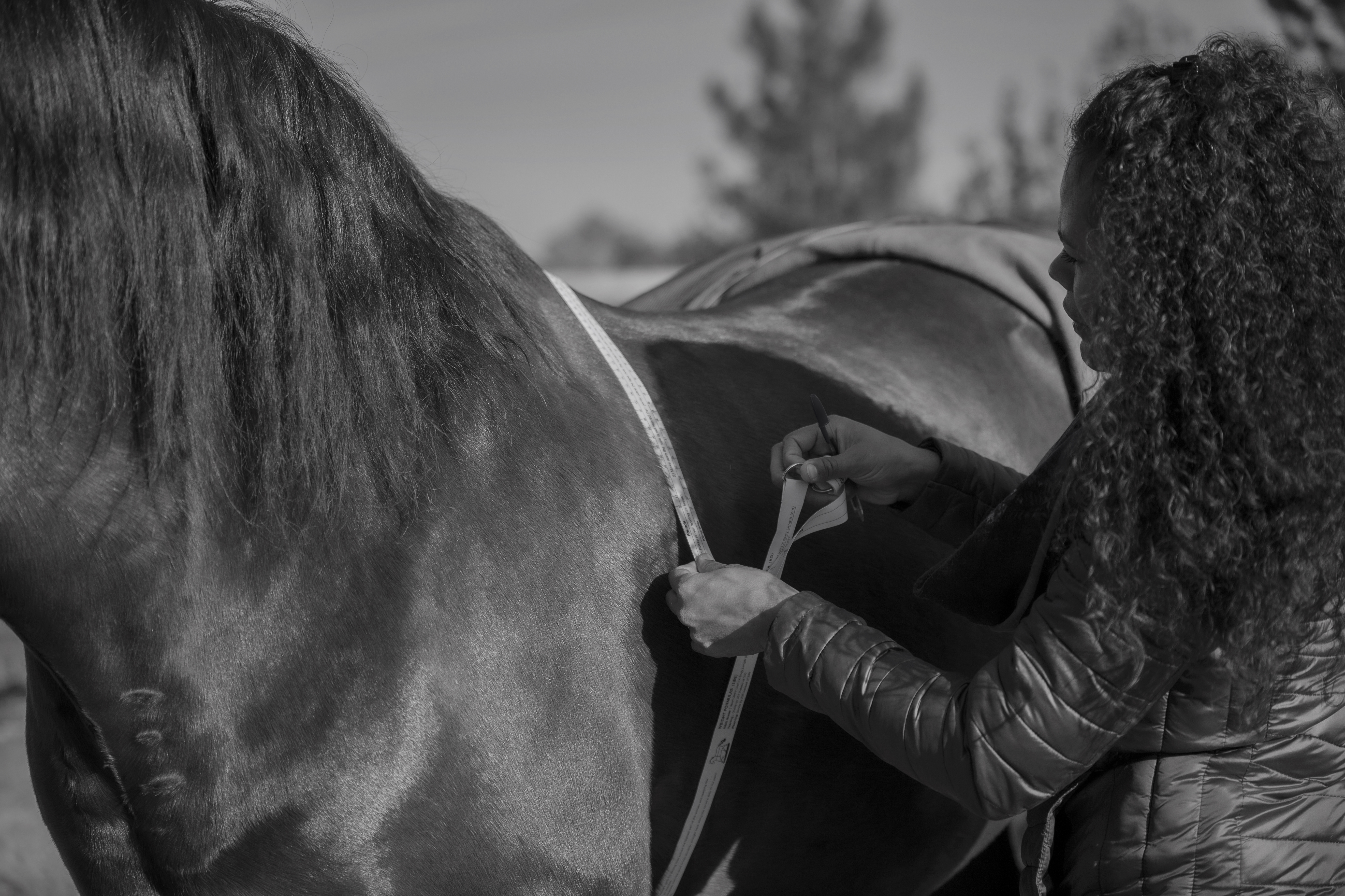 Entretien de selle en laine - Amplitude Sellerie à Les Mureaux