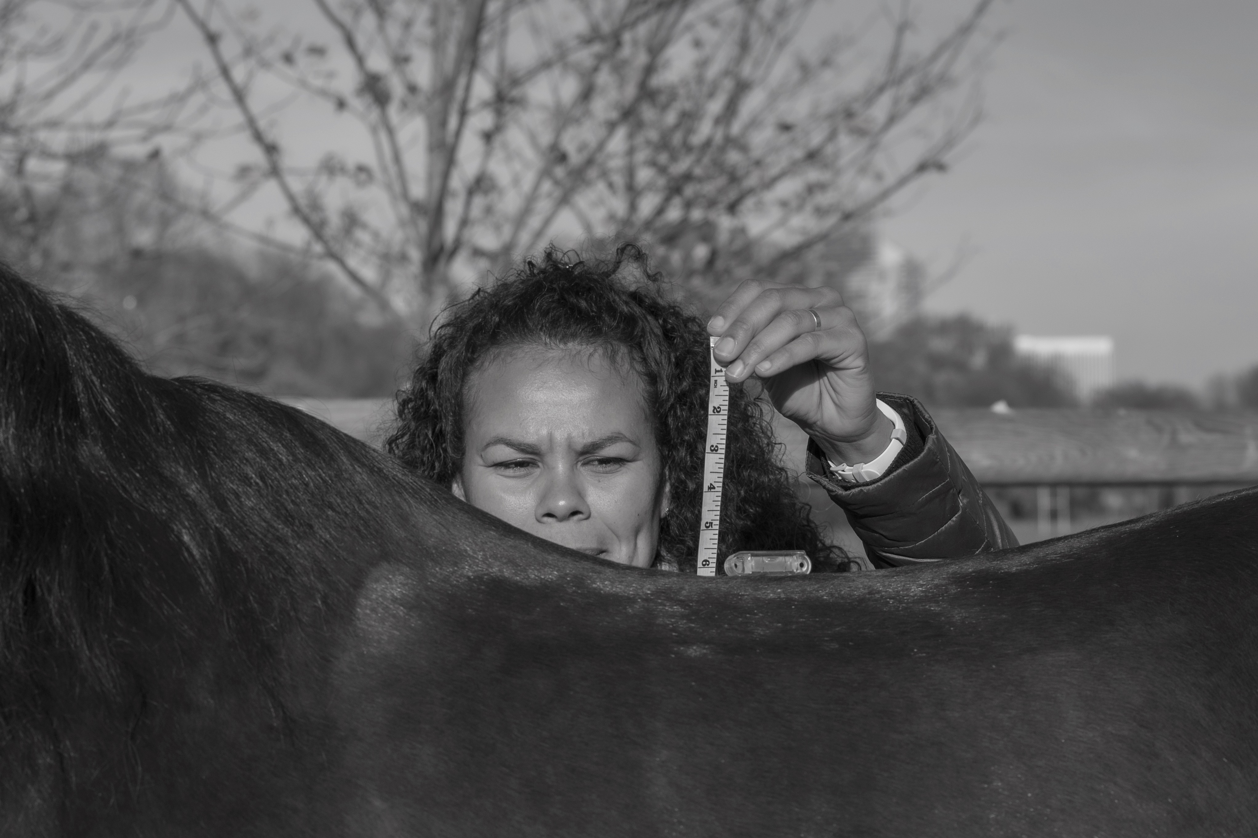 Rembourrage de selle en laine - Amplitude Sellerie à Les Mureaux