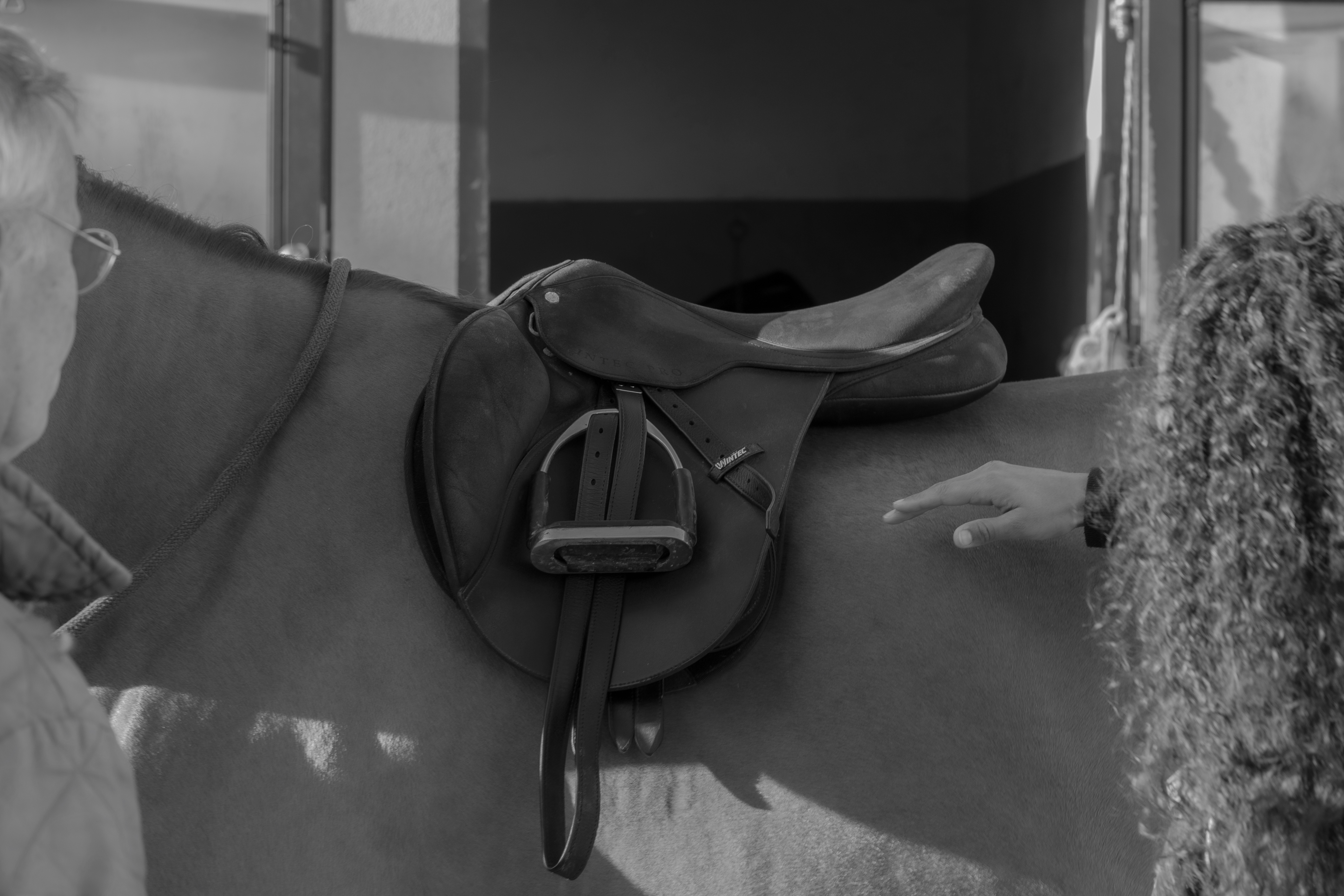 Rembourrage de selle en laine - Amplitude Sellerie à Les Mureaux